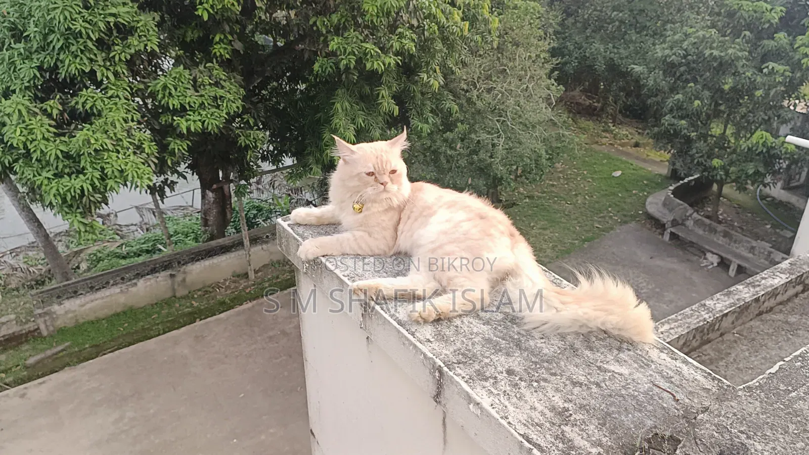 ১+ বছরের মেল পিওরব্রেড পার্সিয়ান