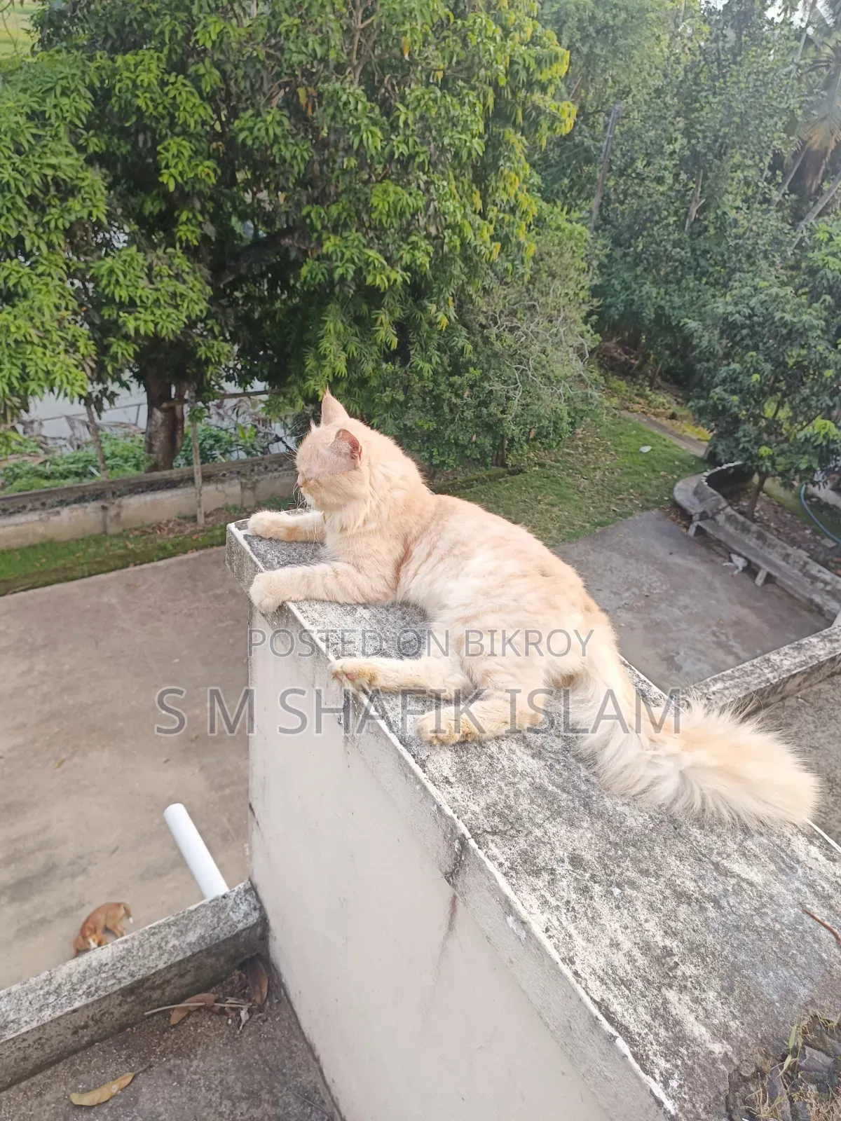 ১+ বছরের মেল পিওরব্রেড পার্সিয়ান