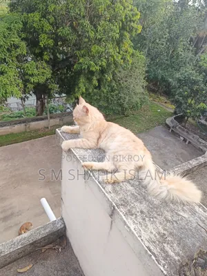 ১+ বছরের মেল পিওরব্রেড পার্সিয়ান