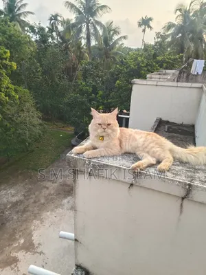 ১+ বছরের মেল পিওরব্রেড পার্সিয়ান