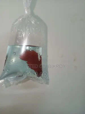 Ultra Red Halfmoon Betta