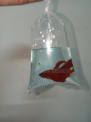 Ultra Red Halfmoon Betta