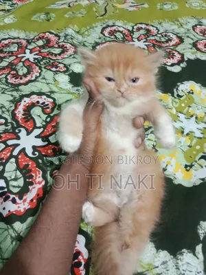 ১-৩ মাসের নর বিশুদ্ধ পার্সিয়ান
