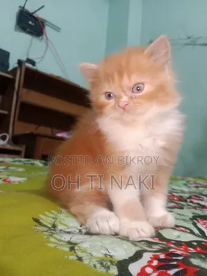 ১-৩ মাসের নর বিশুদ্ধ পার্সিয়ান