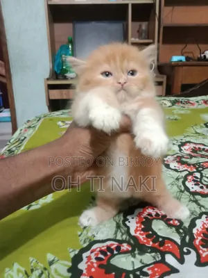১-৩ মাসের নর বিশুদ্ধ পার্সিয়ান