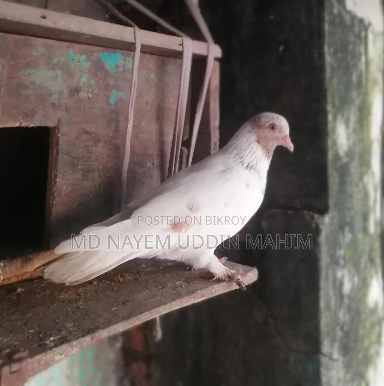 কবুতর বিক্রির জন্য