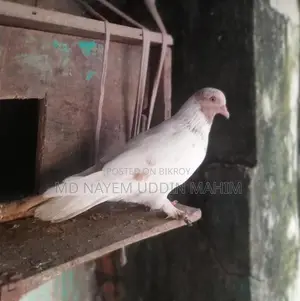 কবুতর বিক্রির জন্য