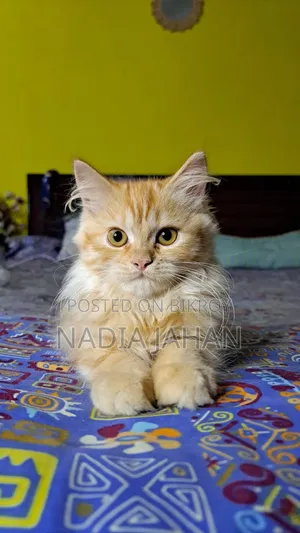 ১-৩ মাসের ফিমেল পিওরব্রেড পার্সিয়ান
