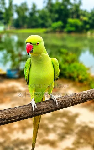 Female Ringneck
