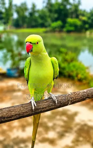 ফিমেল রিংনেক