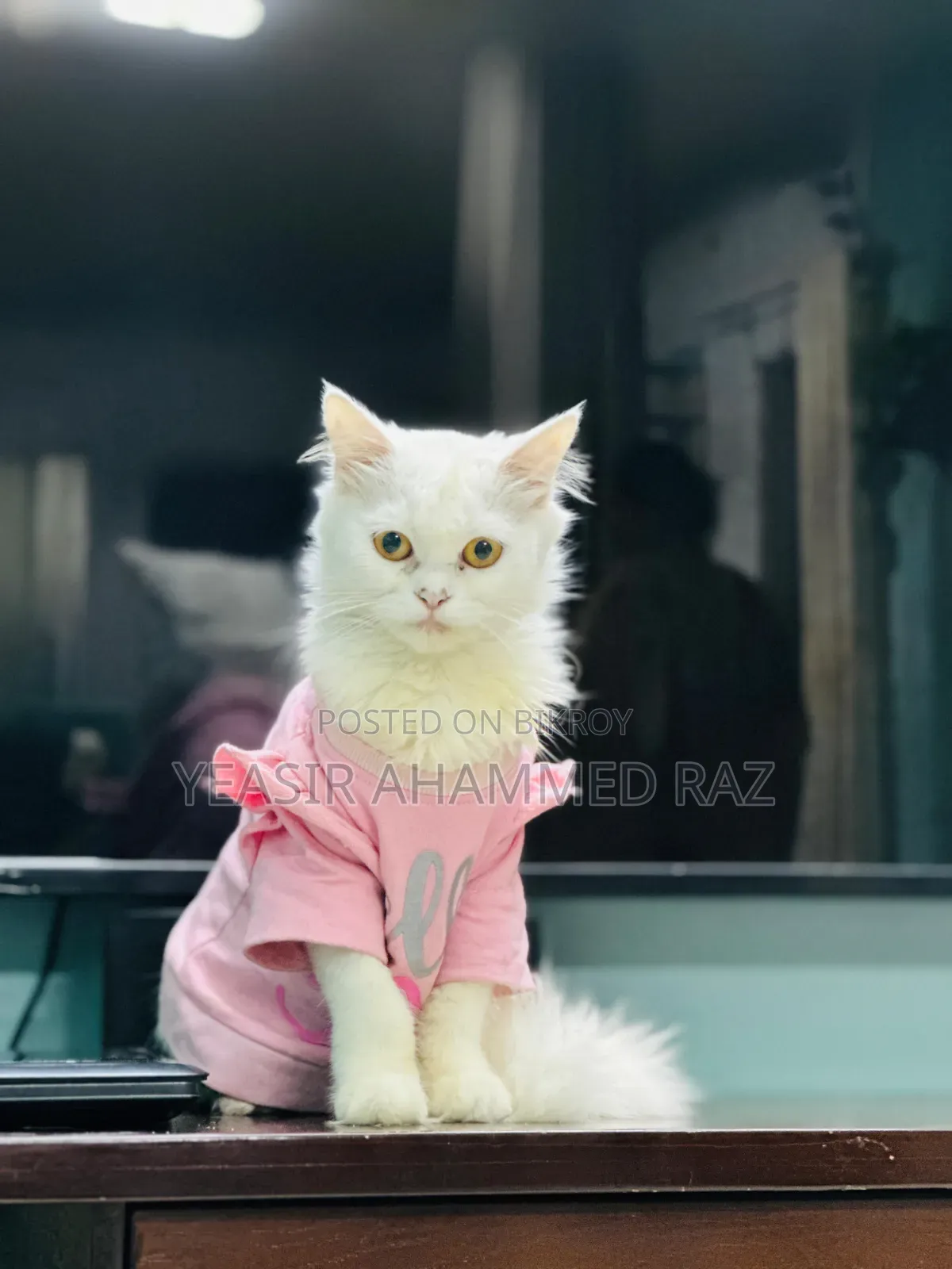 ৬-১২ মাসের ফিমেল পিওরব্রেড পার্সিয়ান