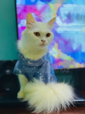 ১+ বছর বয়সী খাঁটি পার্সিয়ান ফিমেল