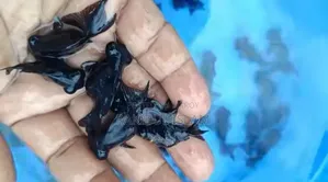 Black Moor Fish