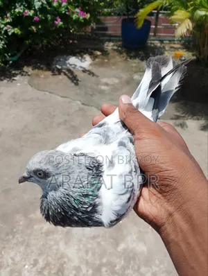 সিলভার মাদি