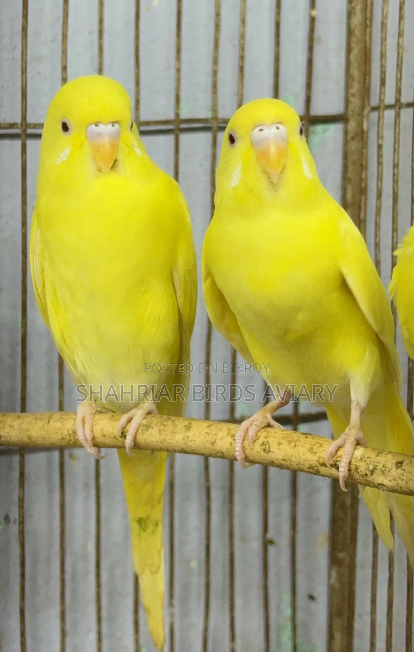 লোটিনো বাজরিয়ার