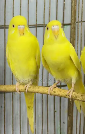 লোটিনো বাজরিয়ার