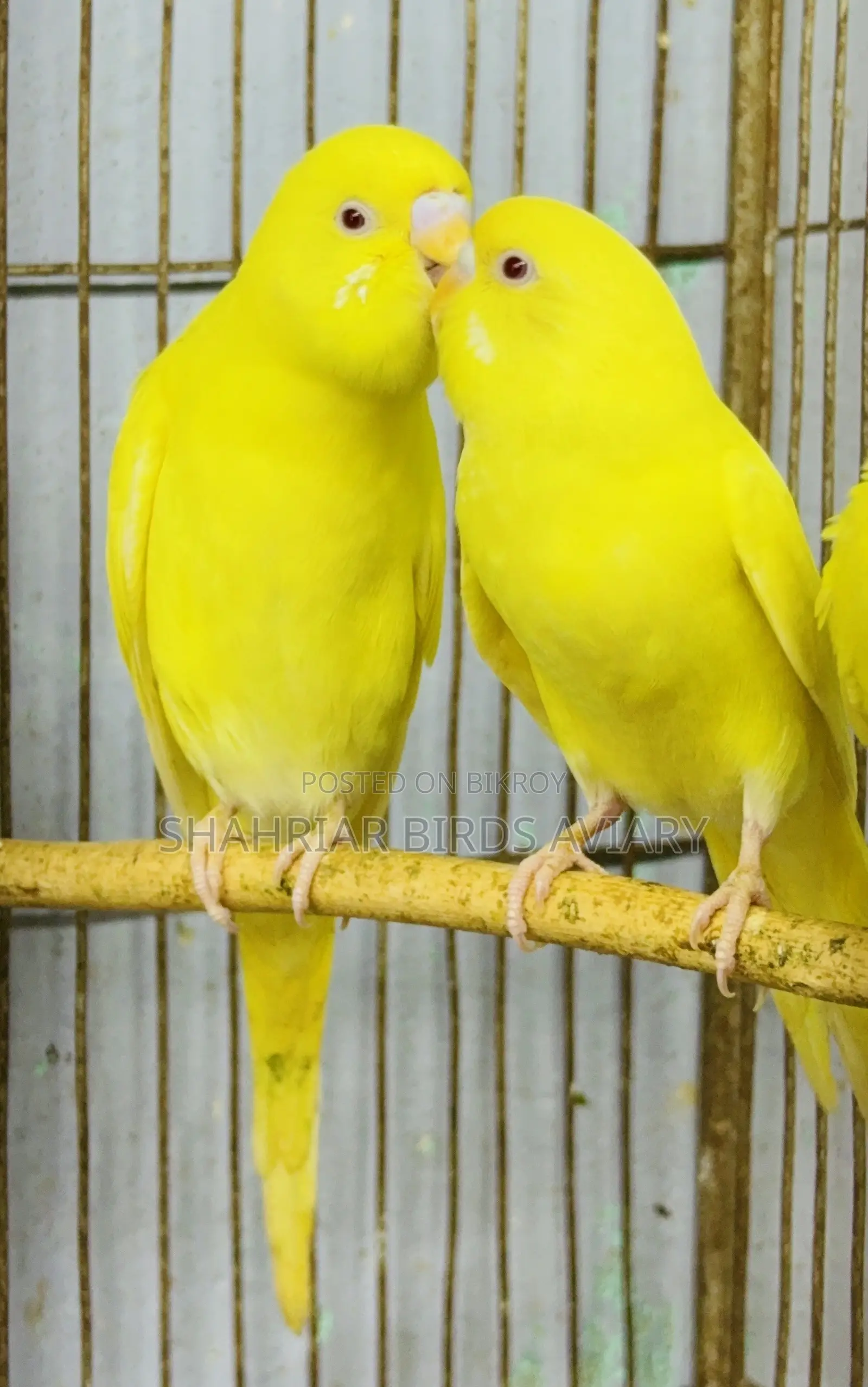 লোটিনো বাজরিয়ার