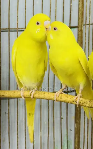 লোটিনো বাজরিয়ার