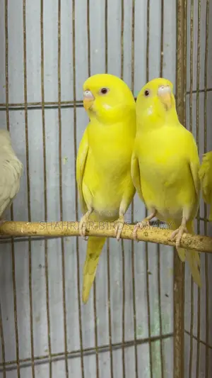 লোটিনো বাজরিয়ার