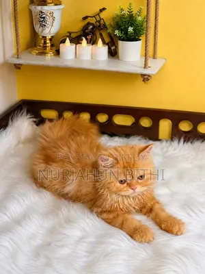 ১-৩ মাস বয়সী ফিমেল পিওরব্রেড পারসিয়ান