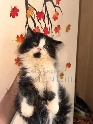 ১-৩ মাস বয়সী ফিমেল পিওরব্রেড পারসিয়ান