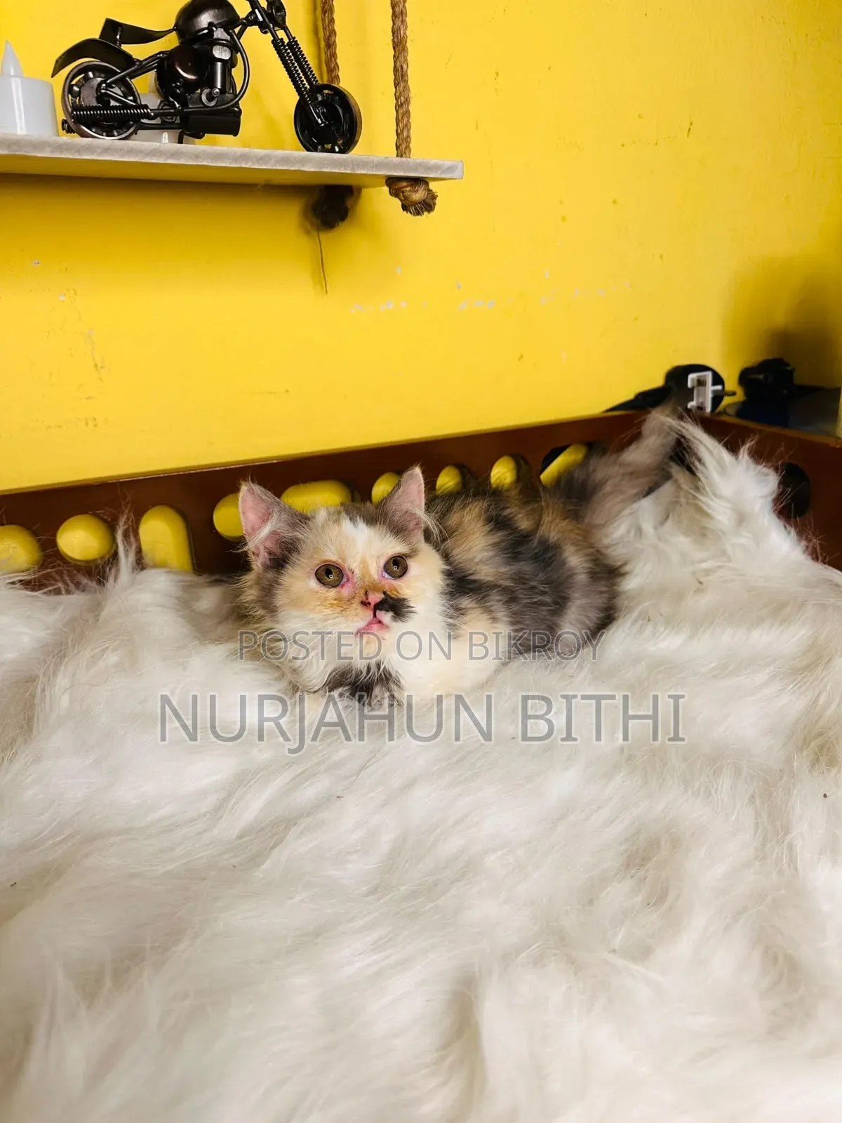 ১-৩ মাস বয়সী ফিমেল পিওরব্রেড পারসিয়ান