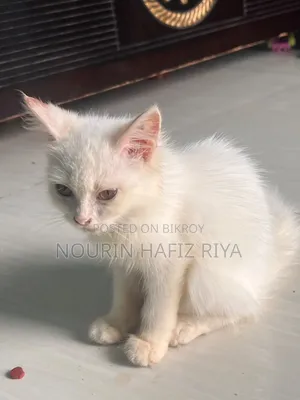 ১-৩ মাসের খাঁটি পার্সিয়ান মাদী বিড়াল