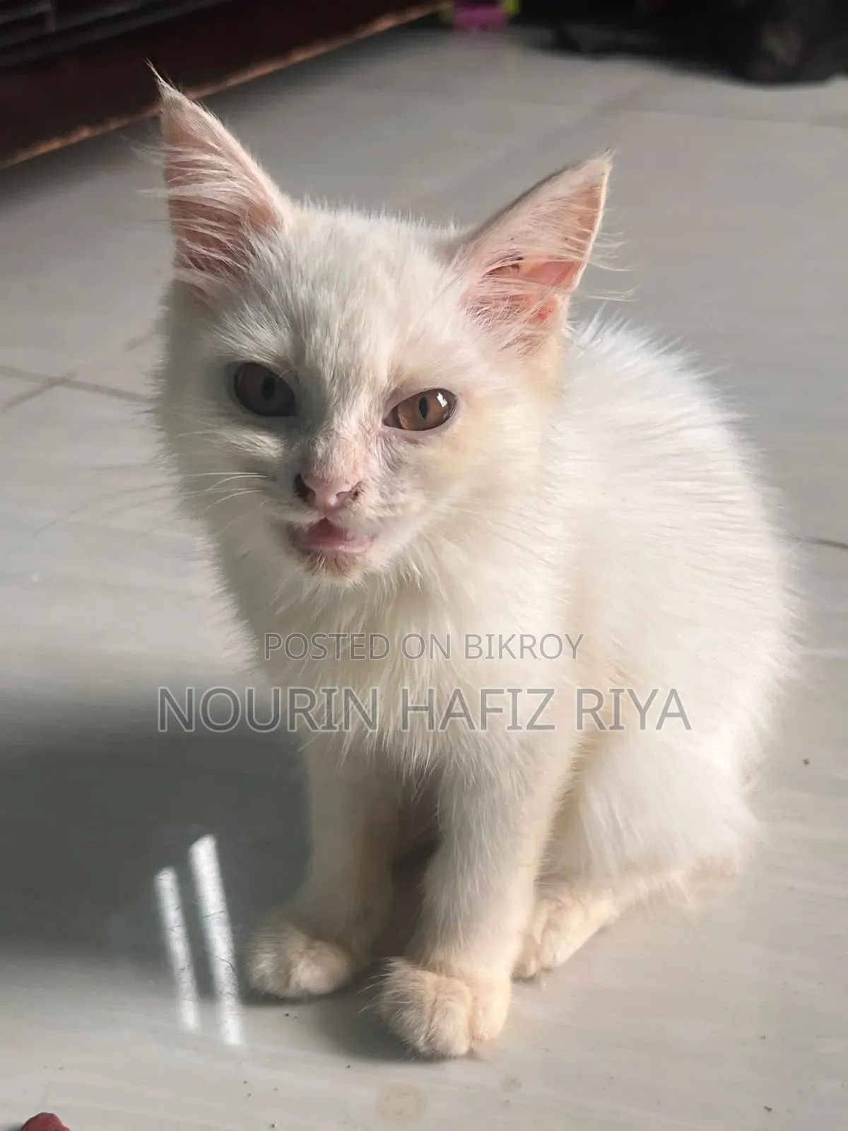১-৩ মাসের খাঁটি পার্সিয়ান মাদী বিড়াল