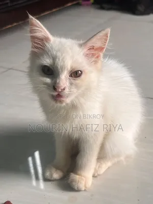 ১-৩ মাসের খাঁটি পার্সিয়ান মাদী বিড়াল