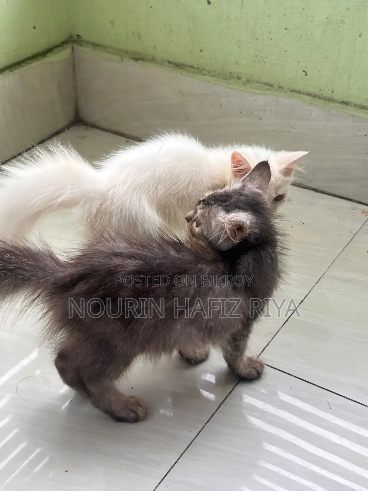 ১-৩ মাসের খাঁটি পার্সিয়ান মাদী বিড়াল