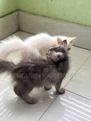 ১-৩ মাসের খাঁটি পার্সিয়ান মাদী বিড়াল