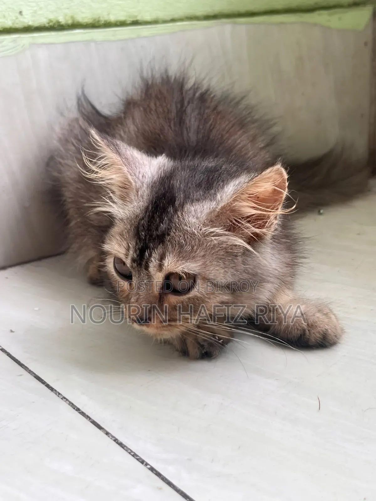১-৩ মাসের খাঁটি পার্সিয়ান মাদী বিড়াল