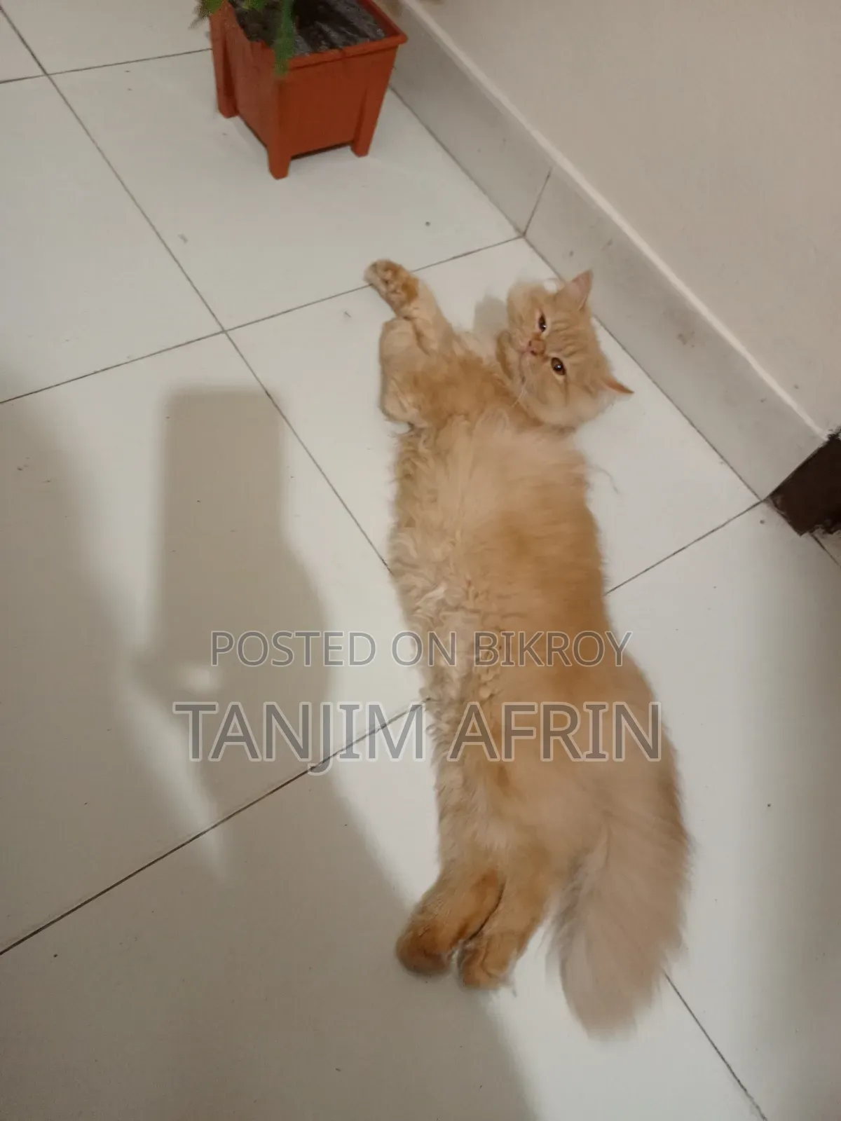 ৬-১২ মাস বয়সী ফিমেল পিওরব্রেড পারসিয়ান