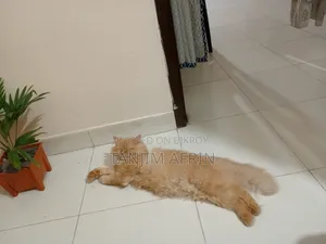 ৬-১২ মাস বয়সী ফিমেল পিওরব্রেড পারসিয়ান