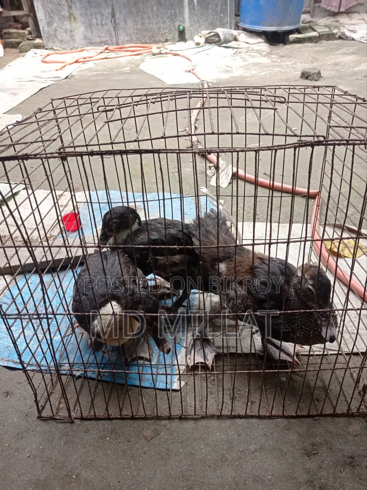 3 Muscovy Ducks