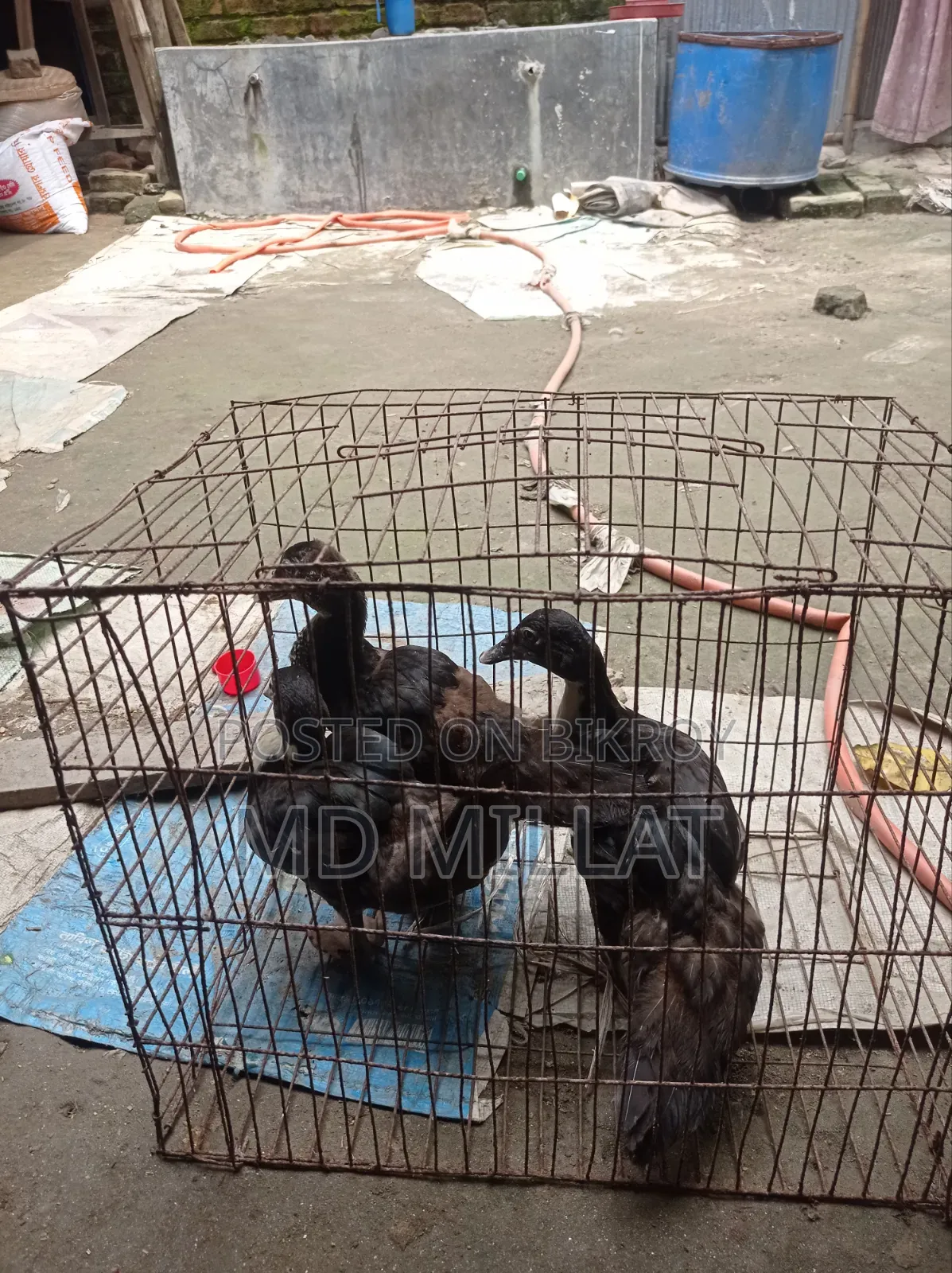 3 Muscovy Ducks