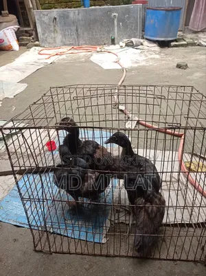 3 Muscovy Ducks