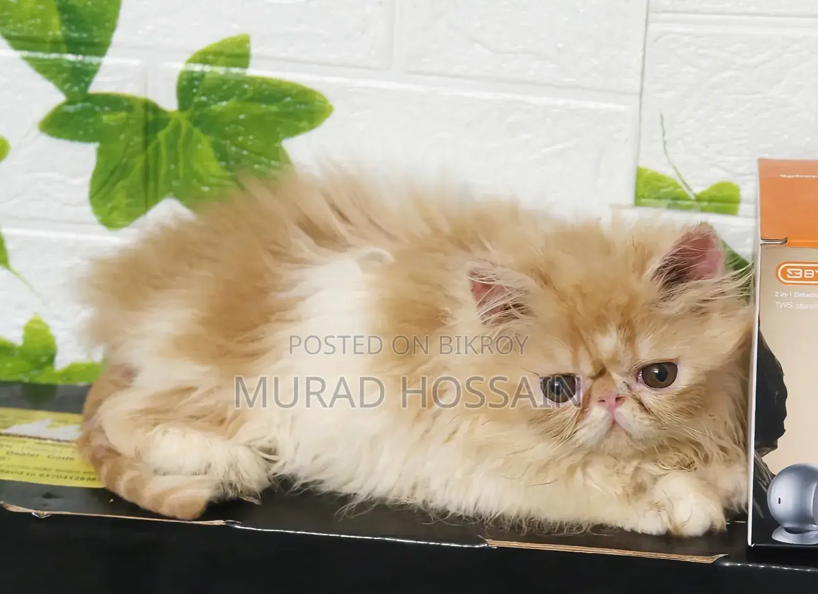 1-3 Months Female Purebred Exotic