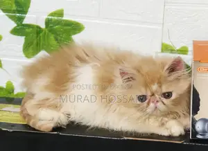 1-3 Months Female Purebred Exotic