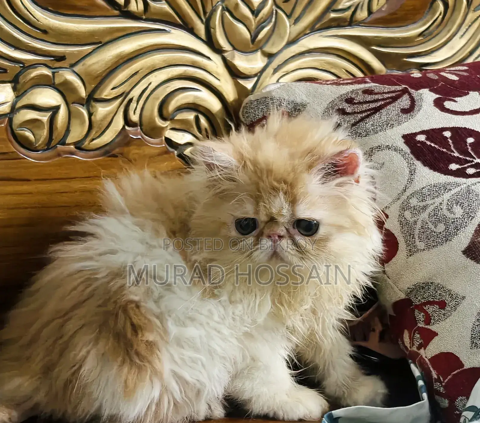 1-3 Months Female Purebred Exotic