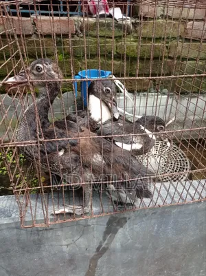 3 Muscovy Ducks