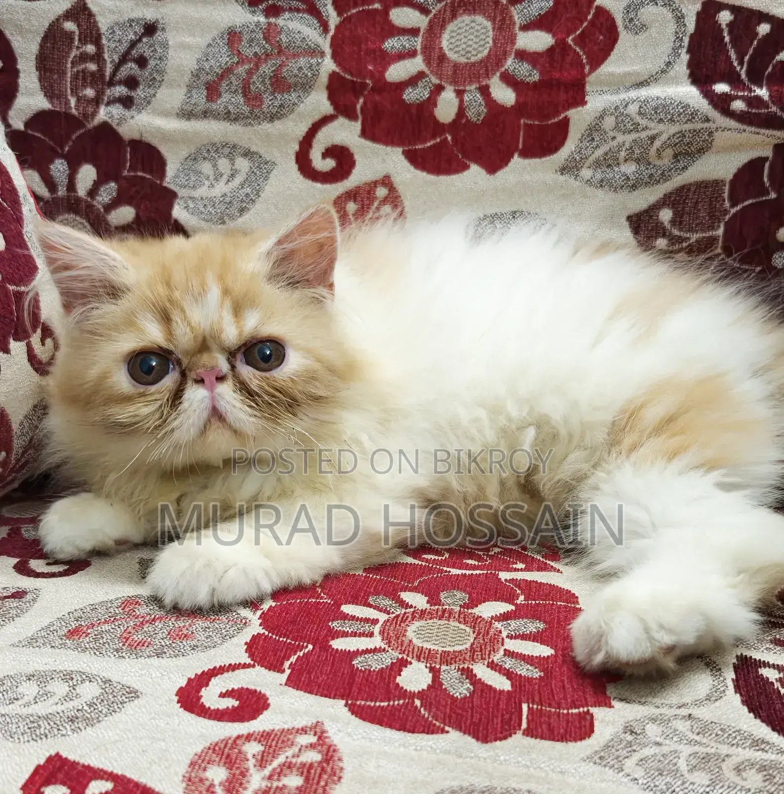 1-3 Months Female Purebred Exotic