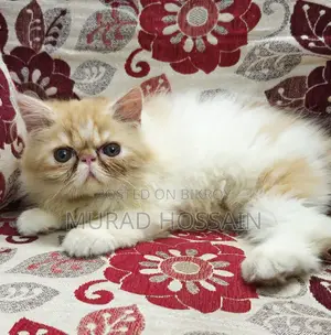 1-3 Months Female Purebred Exotic