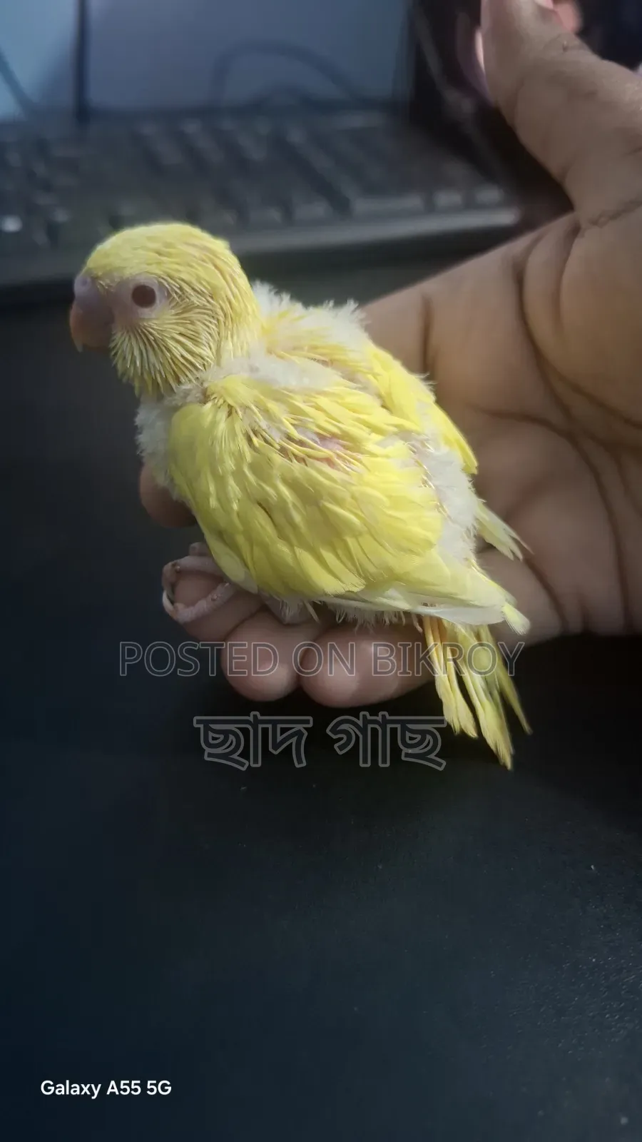 Lutino Double Factor Red Eye Budgie Baby for Sell
