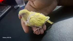 Lutino Double Factor Red Eye Budgie Baby for Sell