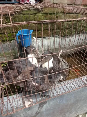 3 Muscovy Ducks