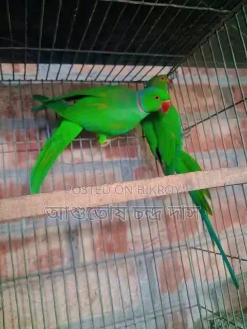 রানিং রিংনেক