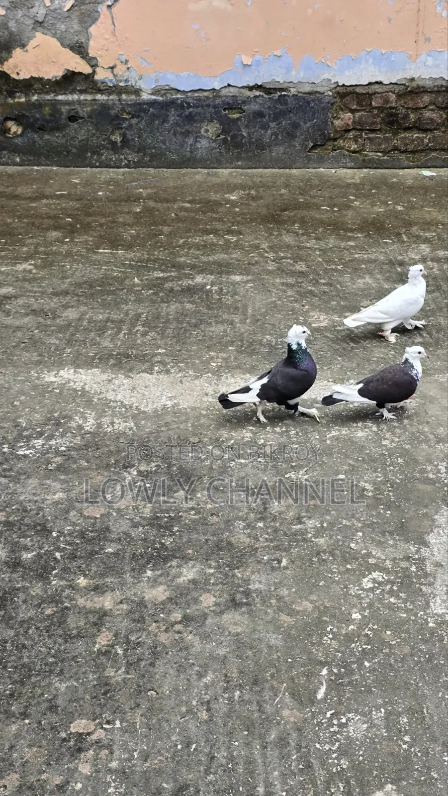 Madrazi Rajgolla Pigeon