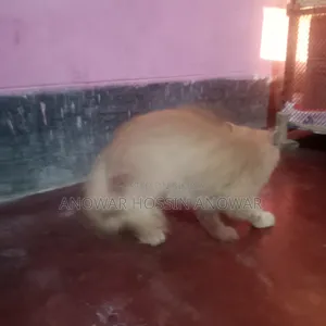 ১+ বছরের পুরুষ খাঁটি পার্সিয়ান বিড়াল
