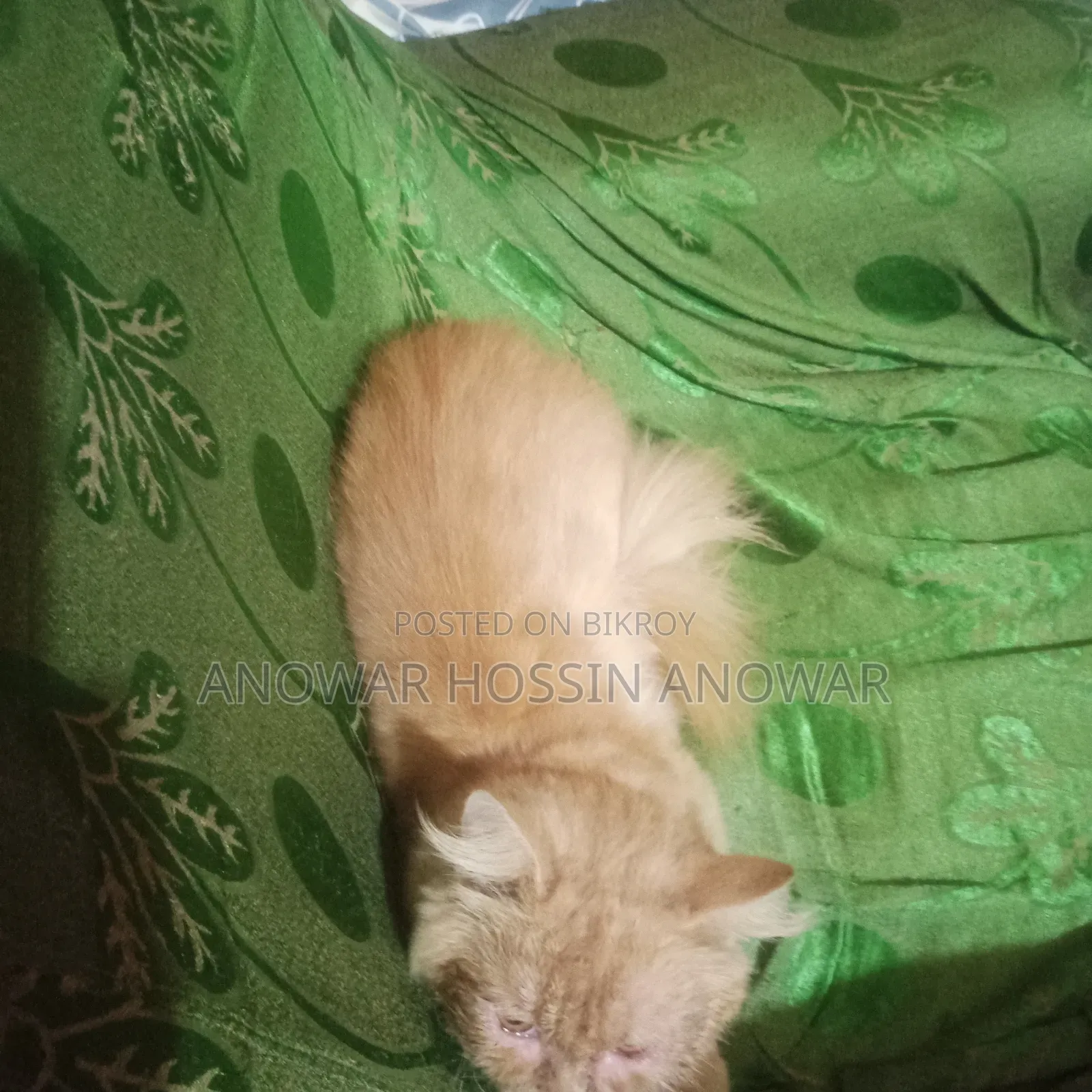১+ বছরের পুরুষ খাঁটি পার্সিয়ান বিড়াল